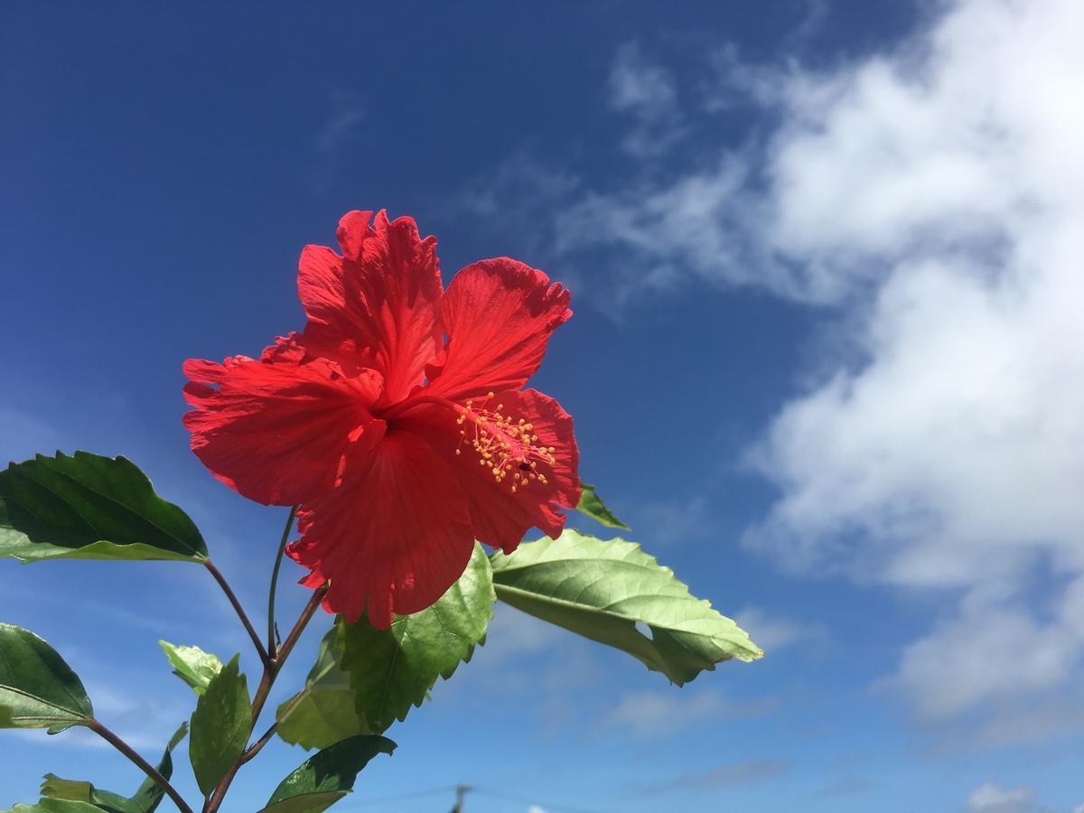 Minnkayado Intoparitosura Miyako-jima Luaran gambar